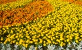 Marigold flowerbed