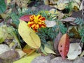 Marigold flowers autumn bloom garden yellow leaves Royalty Free Stock Photo