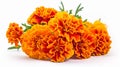 marigold flowers background