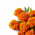 marigold flowers background