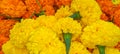 Marigold flowers background - Yellow color flowers background concept Royalty Free Stock Photo