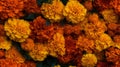 Marigold flowers backgroundgold flowers backgroundgold flowers background Royalty Free Stock Photo