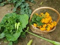 The Marigold flowers in the basket and the vegetables on the green leaf. Royalty Free Stock Photo