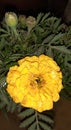 Marigold flowers are beautiful as well as the most used flowers.