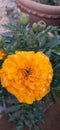 Marigold flowers are beautiful as well as the most used flowers.