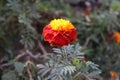 Marigold flowers bloom in the garden with yellow and red color mixture-Treasure flower mixture background stock images Royalty Free Stock Photo