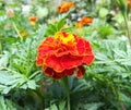 marigold flowers bloom in the summer garden on a sunny day. flower bed. bloom is beautiful. image is suitable for posters, Royalty Free Stock Photo