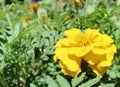 marigold flowers bloom in the summer garden on a sunny day. flower bed. Place for your text. bloom is beautiful. image is suitable Royalty Free Stock Photo