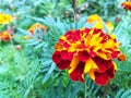 marigold flowers bloom in the summer garden on a sunny day. flower bed. Place for your text. bloom is beautiful. image is suitable Royalty Free Stock Photo