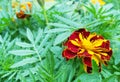 marigold flowers bloom in the summer garden on a sunny day. flower bed. Place for your text. bloom is beautiful. image is suitable Royalty Free Stock Photo