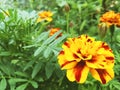 marigold flowers bloom in the summer garden on a sunny day. flower bed. Place for your text. bloom is beautiful. image is suitable Royalty Free Stock Photo