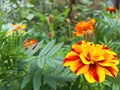 marigold flowers bloom in the summer garden on a sunny day. flower bed. Place for your text. bloom is beautiful. image is suitable Royalty Free Stock Photo