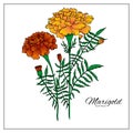 Marigold flowers blossoms, leaves and buds. Orange tagetes or cempasuchil blooming flowers, Mexican Dia de los Muertos