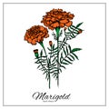 Marigold flowers blossoms, leaves and buds. Orange tagetes or cempasuchil blooming flowers, Mexican Dia de los Muertos