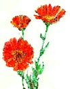 Marigold flowers medical calendula poster floral flower illustrations sketch