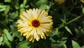 Marigold flowers. Calendula. flower Royalty Free Stock Photo