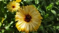 Marigold flowers. Calendula. flower Royalty Free Stock Photo