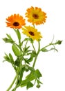 Marigold flowers calendula officinalis isolated without shadow Royalty Free Stock Photo