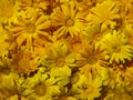 Marigold flowers