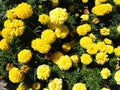 Marigold flowers close-up colorful background. Yellow tagetes with green leaves in September in a flowerbed in sunny Royalty Free Stock Photo
