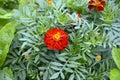 Marigold flowers close up. Garden flower for the garden. Herbaceous plant with bright double flowers to decorate the garden flower Royalty Free Stock Photo