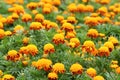 Marigold flowers