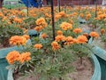 Marigold Flowers: Colorful, Medicinal, and Versatile, Blur background