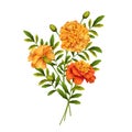 Marigold Flowers Design Royalty Free Stock Photo