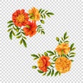 Marigold Flowers Design