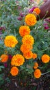 Marigold flowers