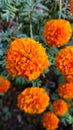 Marigold flowers