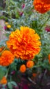 Marigold flowers