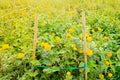 Marigold flowers in the farm