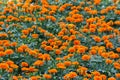 Marigold flowers in the farm.