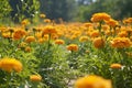 Marigold flowers in the field, Marigold flowers in the garden