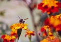 Marigold flowers filed garden. Honey bee sitting on a flower