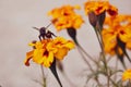 Marigold flowers filed garden. Honey bee sitting on a flower
