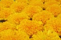 Marigold Flowers Floating on Water Surface Royalty Free Stock Photo