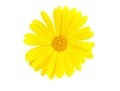 Marigold flowers. A flower of calendula isolated on a white background. Yellow flower of calendula Royalty Free Stock Photo