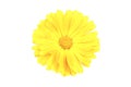 Marigold flowers. A flower of calendula isolated on a white background. Yellow flower of calendula Royalty Free Stock Photo