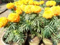 Marigold flowers fresh image natural