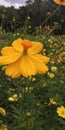 Marigold flowers garden