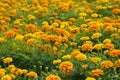 Marigold flowers in the garden, Marigold field