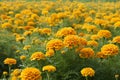 Marigold flowers in the garden, Marigold field