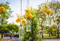 The marigold flowers in a glass bottle hanging Royalty Free Stock Photo