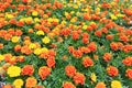 Marigold Flowers Royalty Free Stock Photo