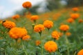 Marigold flowers, Grange Marigold flowers farming. Royalty Free Stock Photo