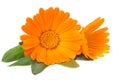 marigold flowers with green leaf isolated on white background. calendula flower