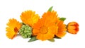 marigold flowers with green leaf isolated on white background. calendula flower
