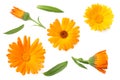 marigold flowers with green leaf isolated on white background. calendula flower. top view Royalty Free Stock Photo